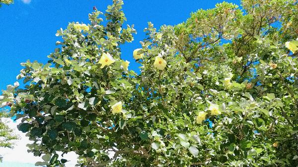 August 01, 2019 Field Sketch